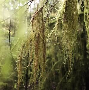 Meet your Posher, Dyan